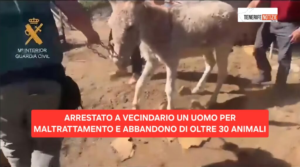 ARRESTATO A VECINDARIO UN UOMO PER MALTRATTAMENTO E ABBANDONO DI OLTRE 30 ANIMALI